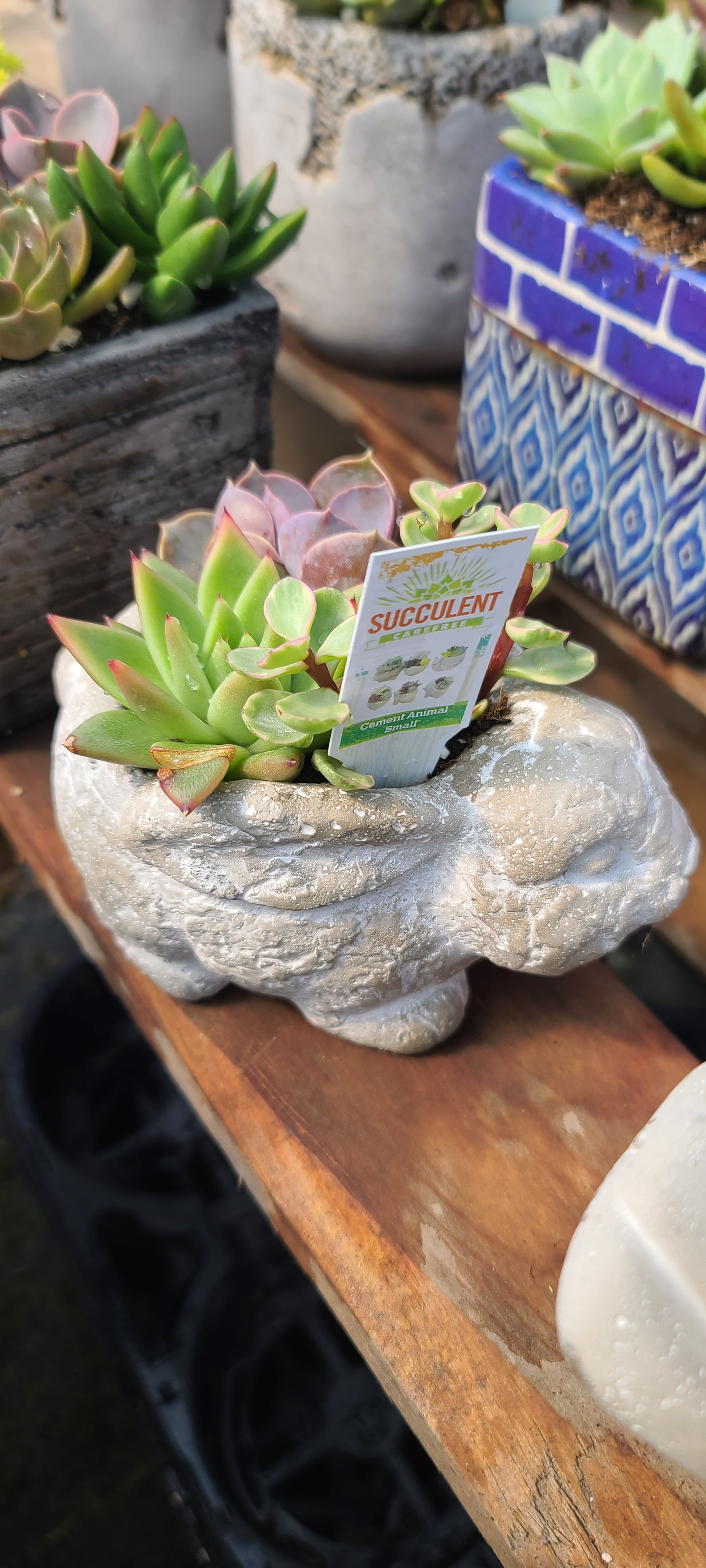 Plant Succulent Combo Cement Rabbit