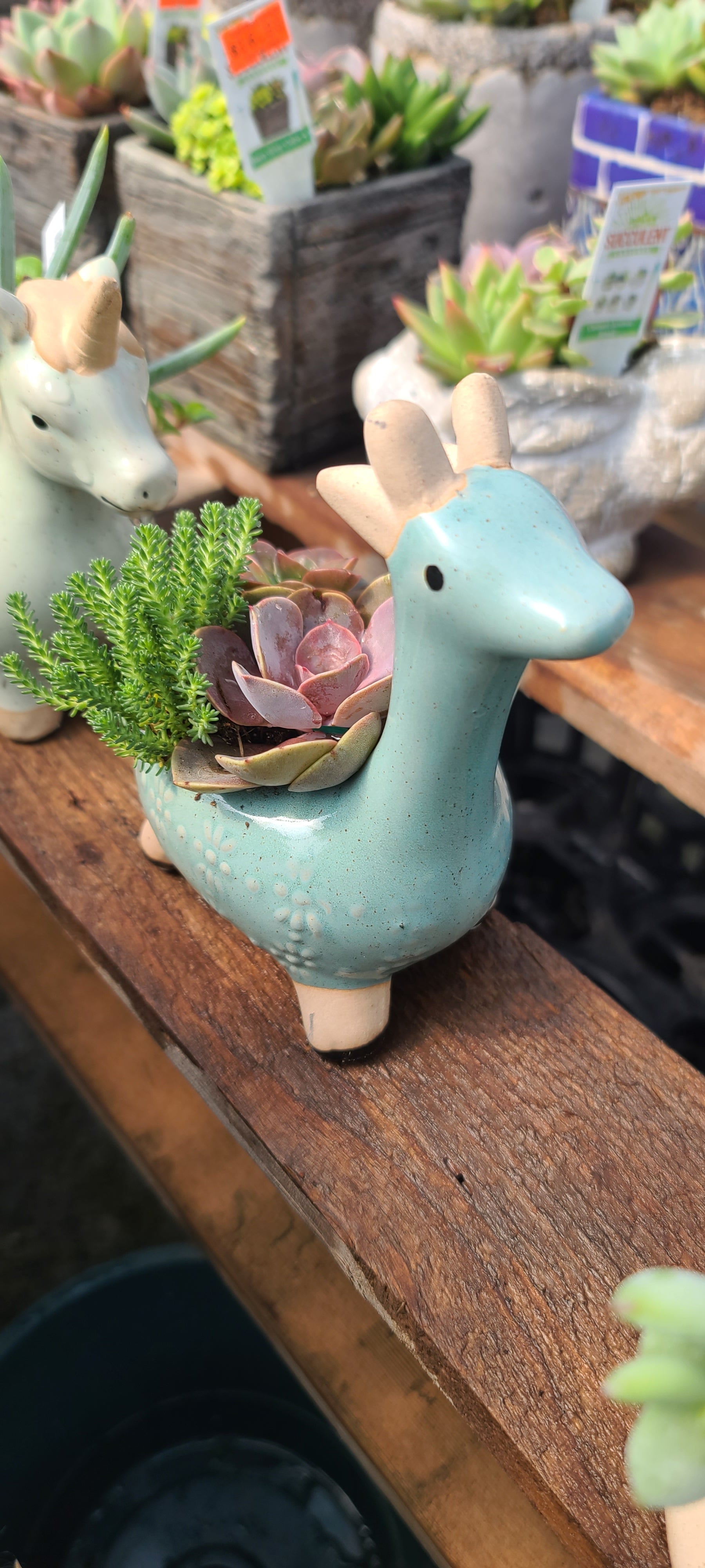 Plant Succulent Combo Alpaca 5"