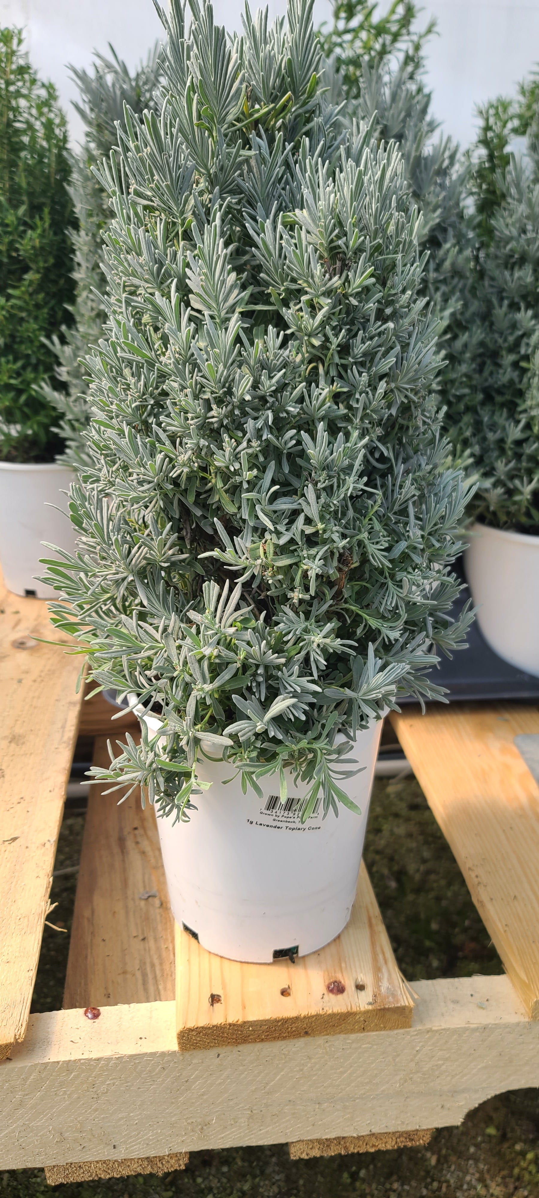 Plant 1 Gallon Lavender Cone Shaped