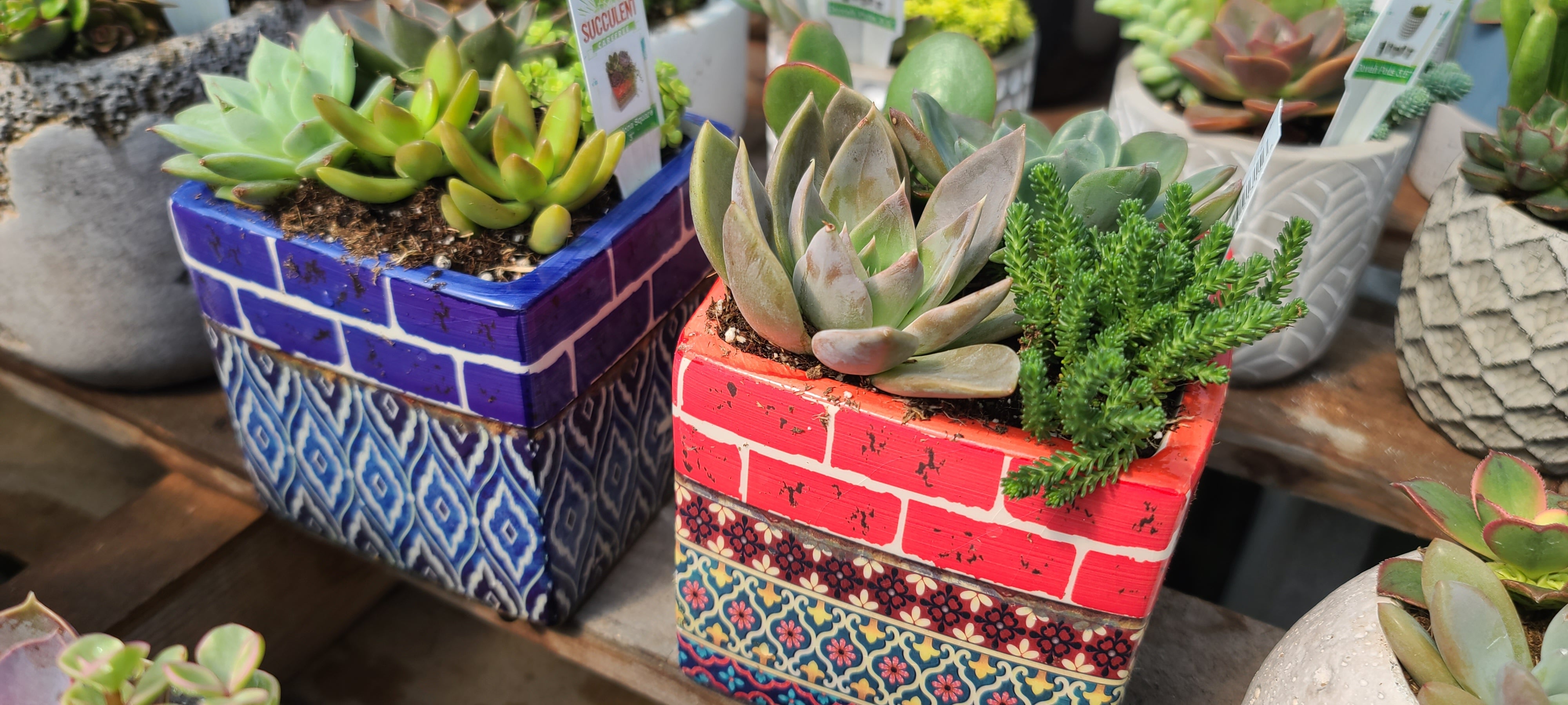 Plant Succulent Combo Barcelona Square 4"