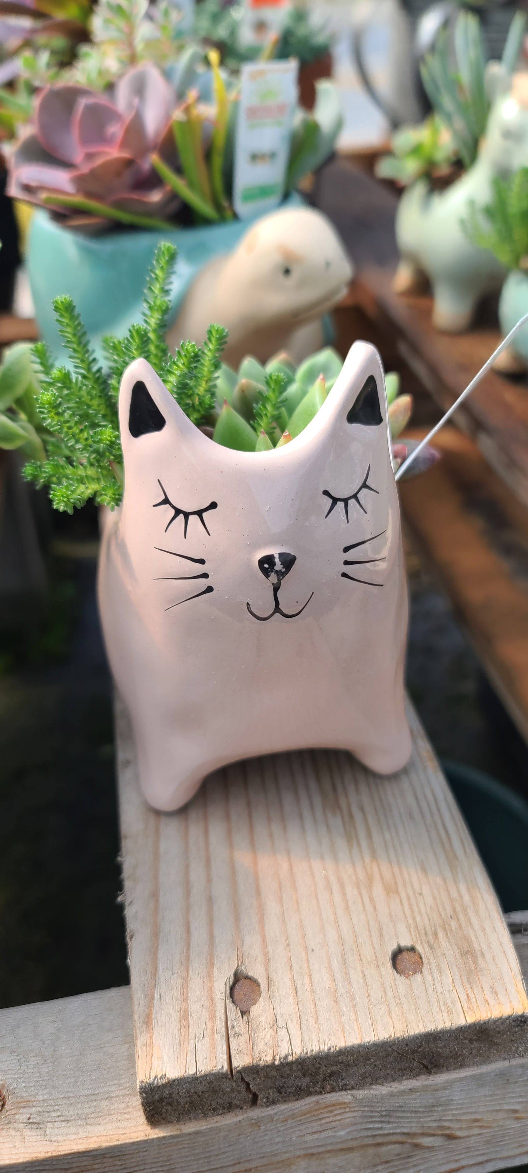 Plant Succulent Combo Ceramic Cat 4"