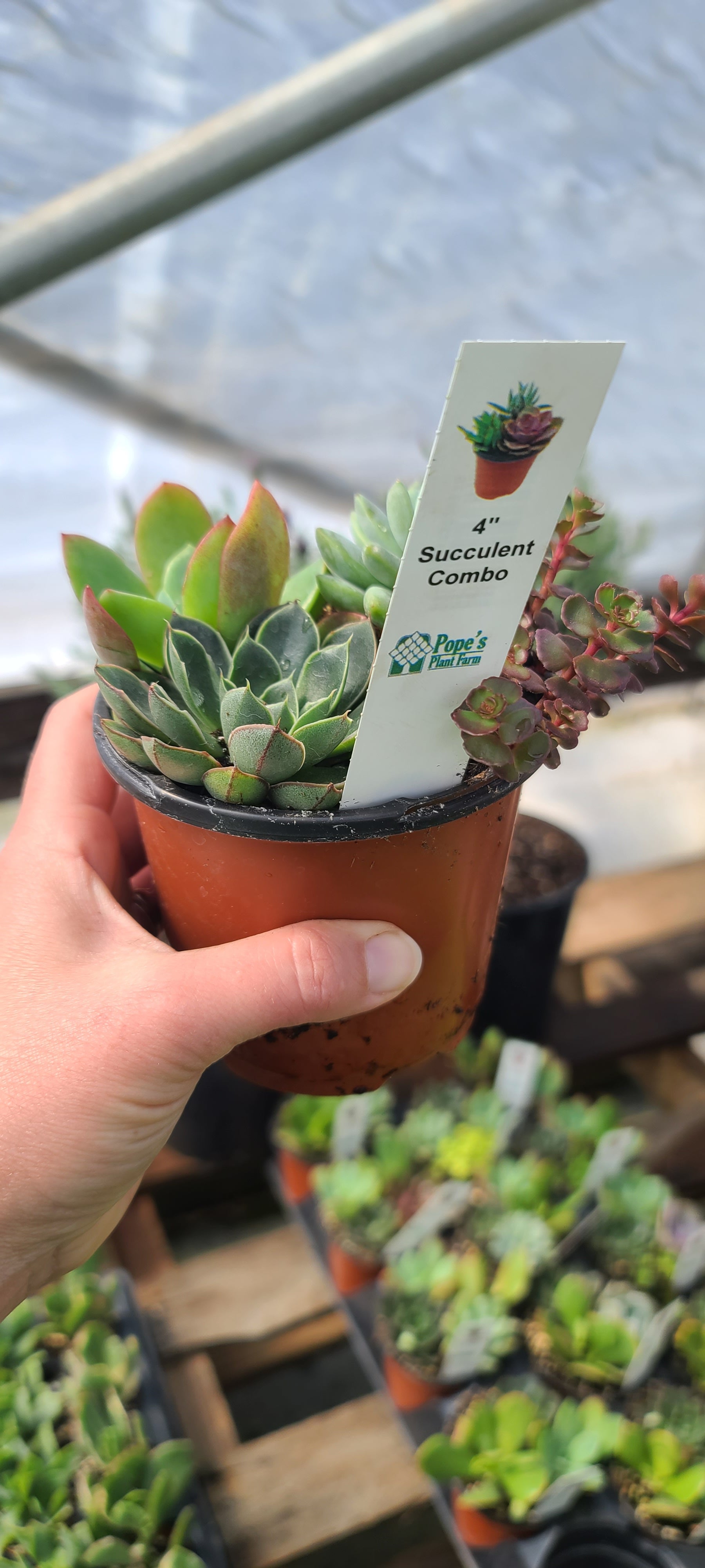 Plant Succulent 4" Combo Plastic Pot