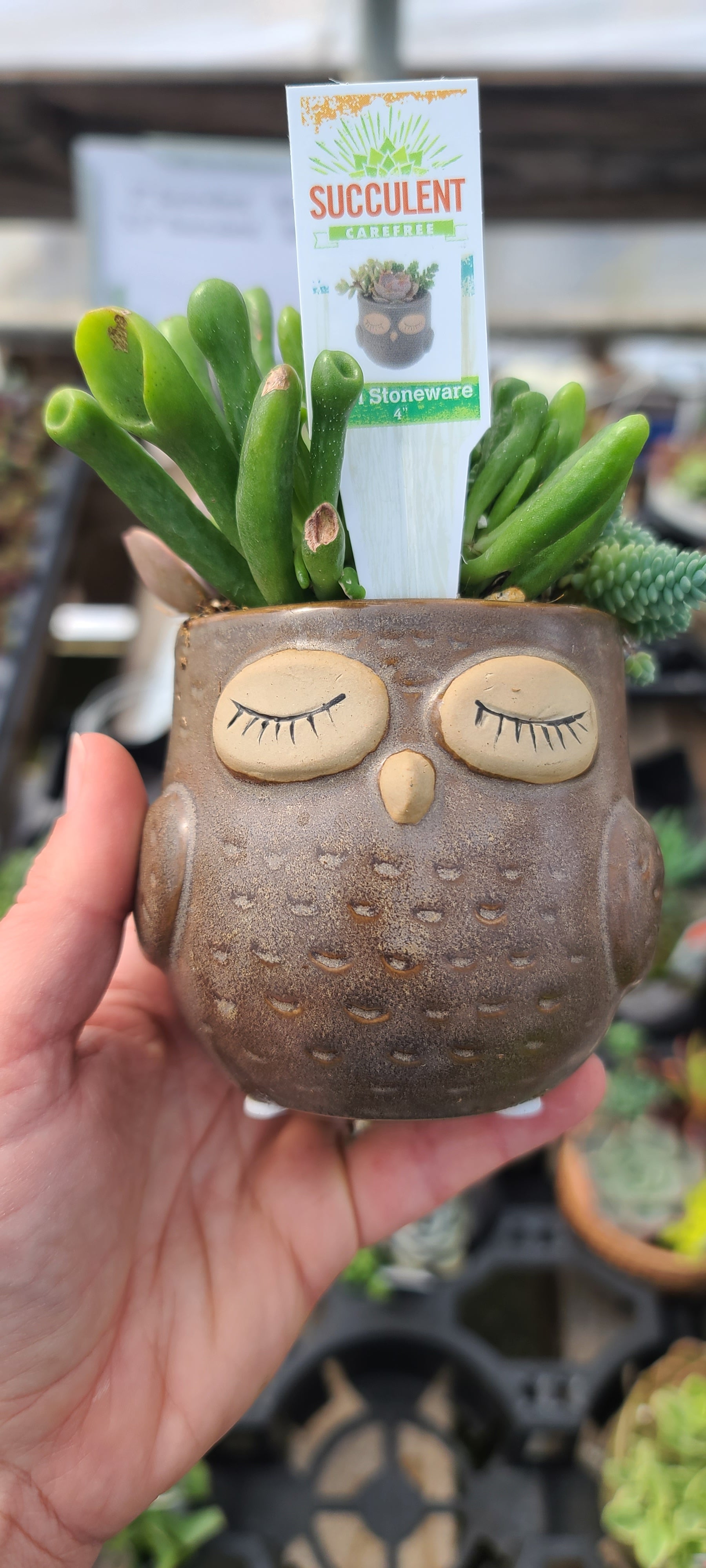 Plant Succulent Combo Owl 4"