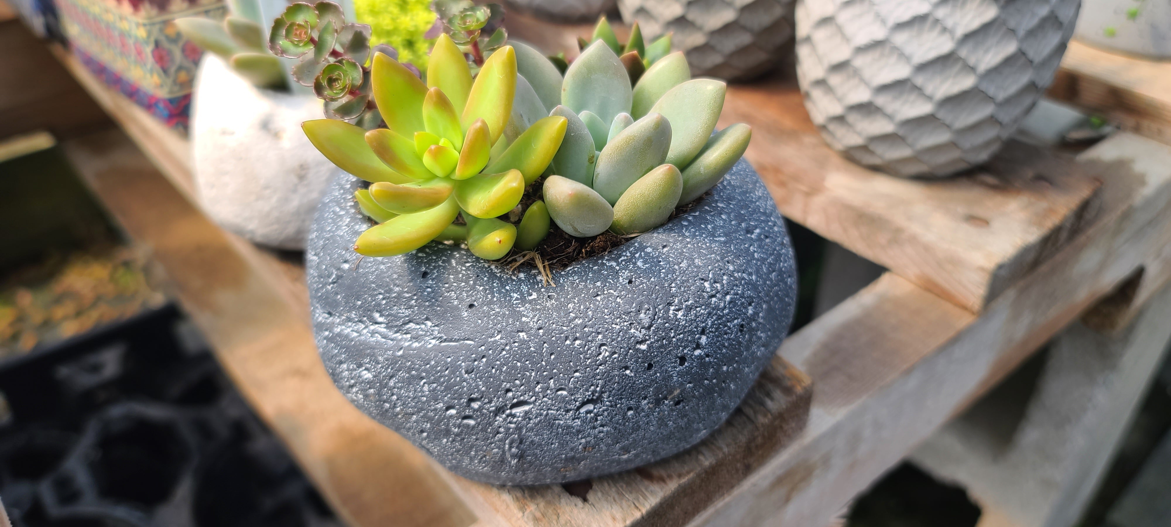 Plant Succulent Combo Rock Planter 5"
