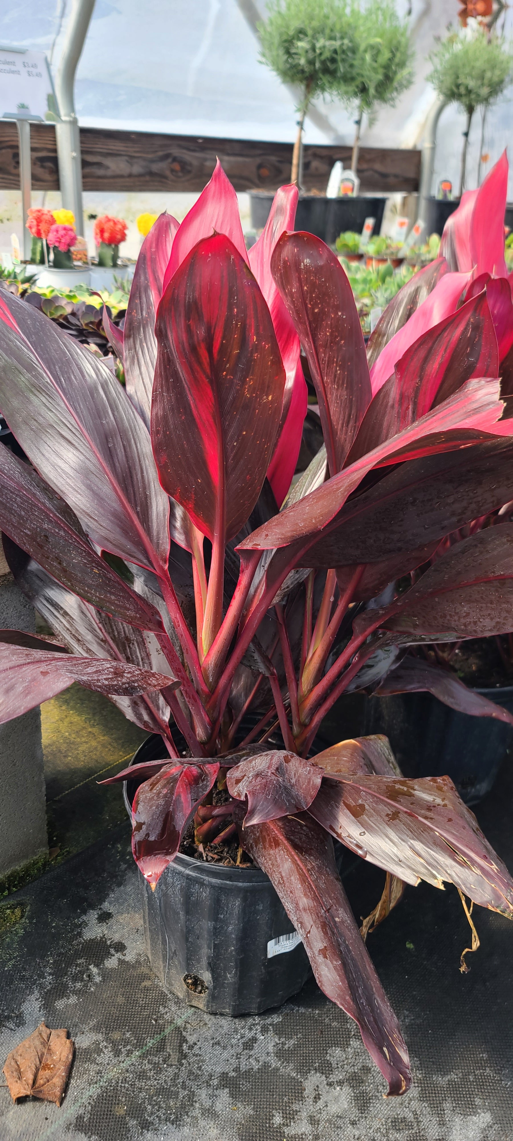 Plant 10" Cordyline