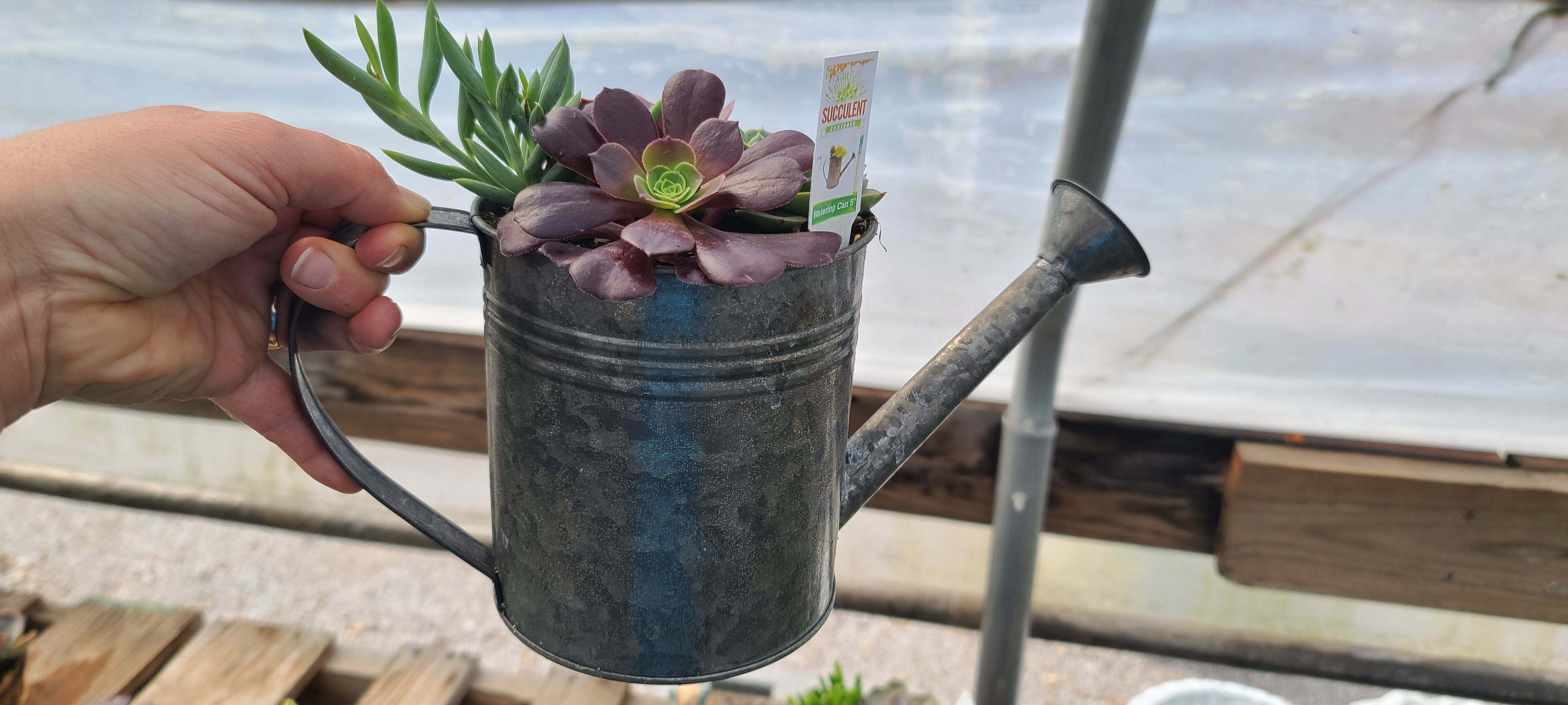 Plant Succulent Combo Watering Can 5"