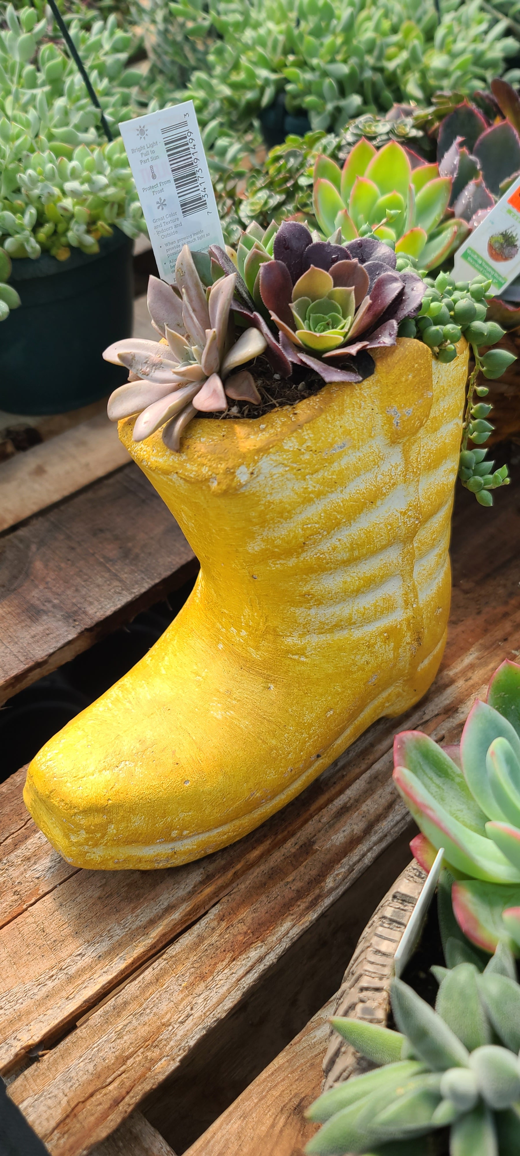 Plant Succulent Combo Rustic Boot Mini