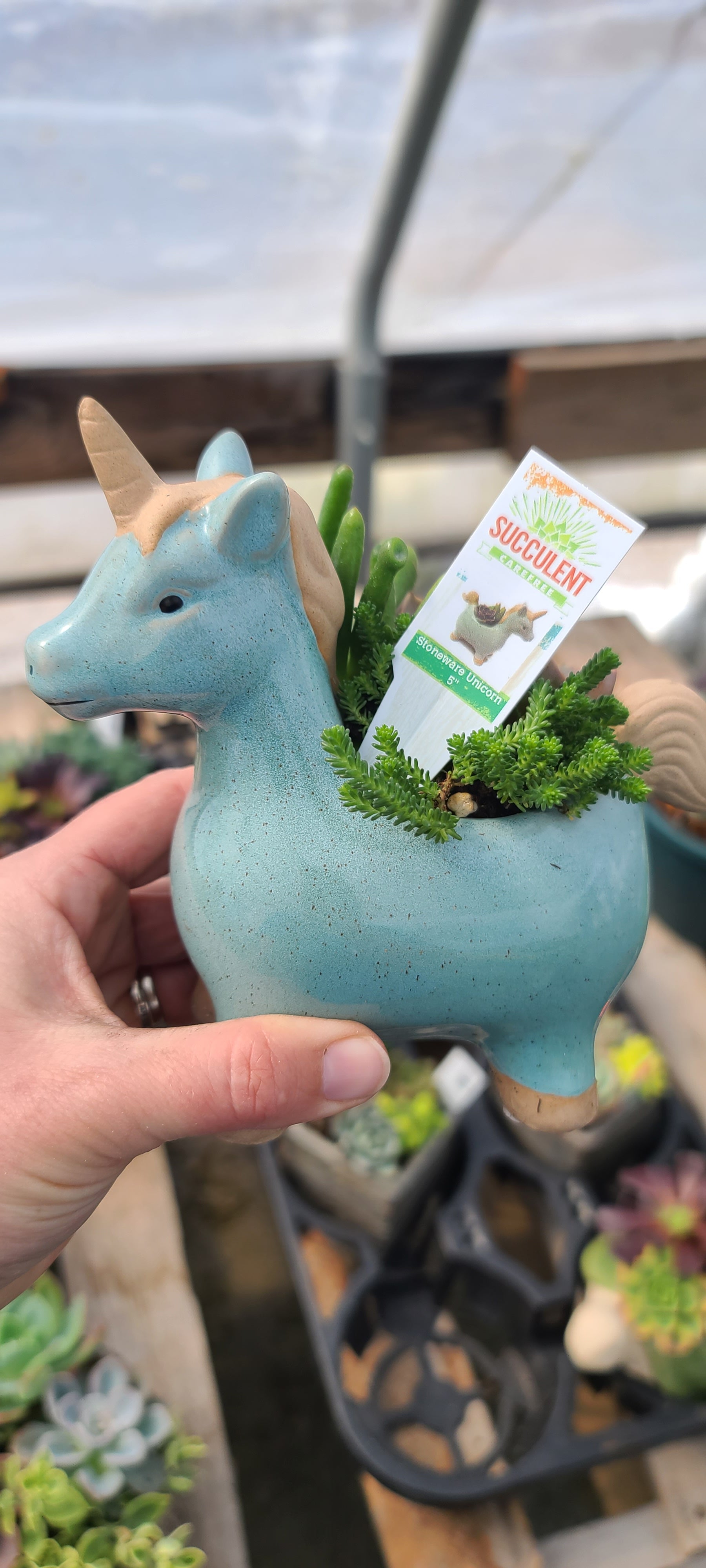 Plant Succulent Combo Unicorn 5"