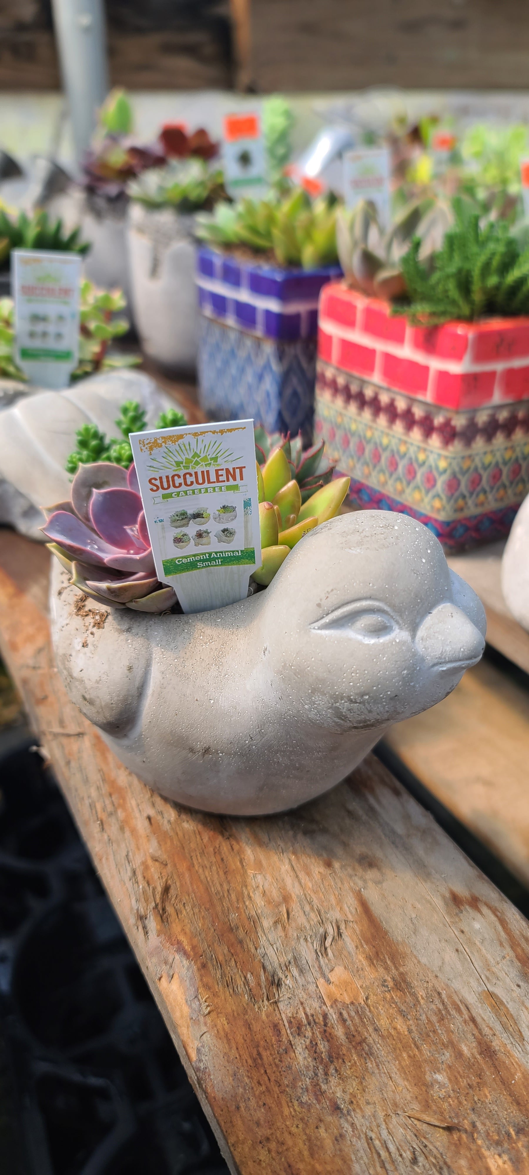 Plant Succulent Combo Cement Bird