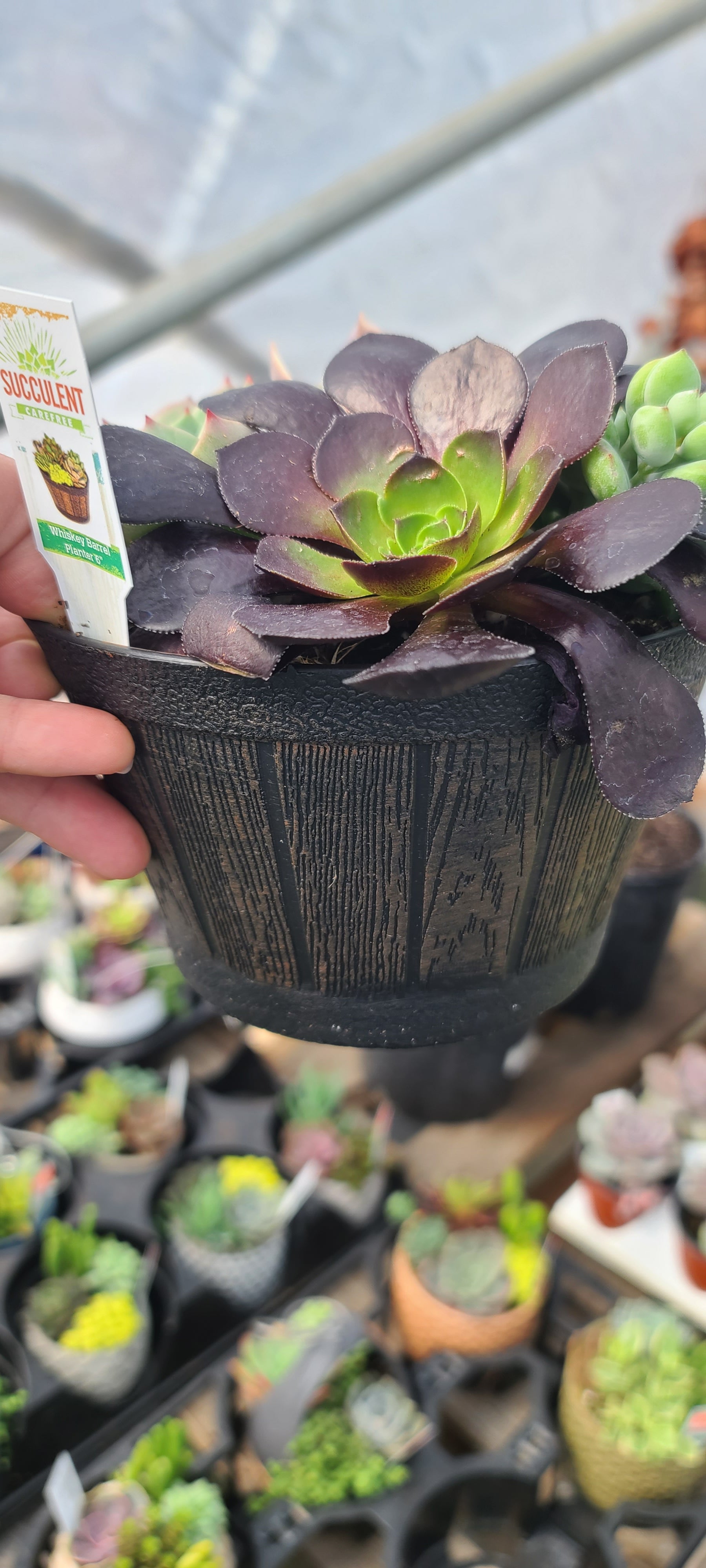 Plant Succulent Combo Whiskey Barrel 6"