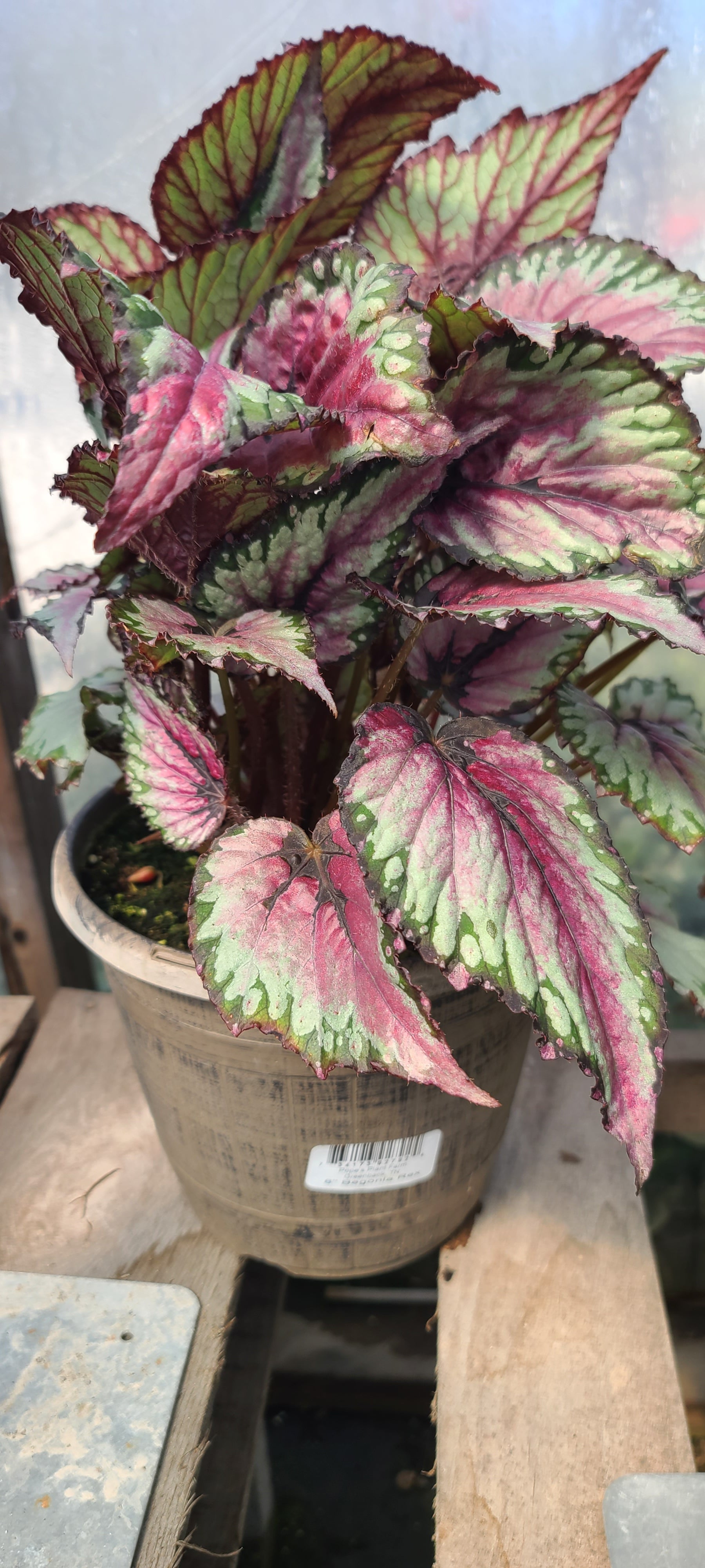 Plant 8" Begonia Rex