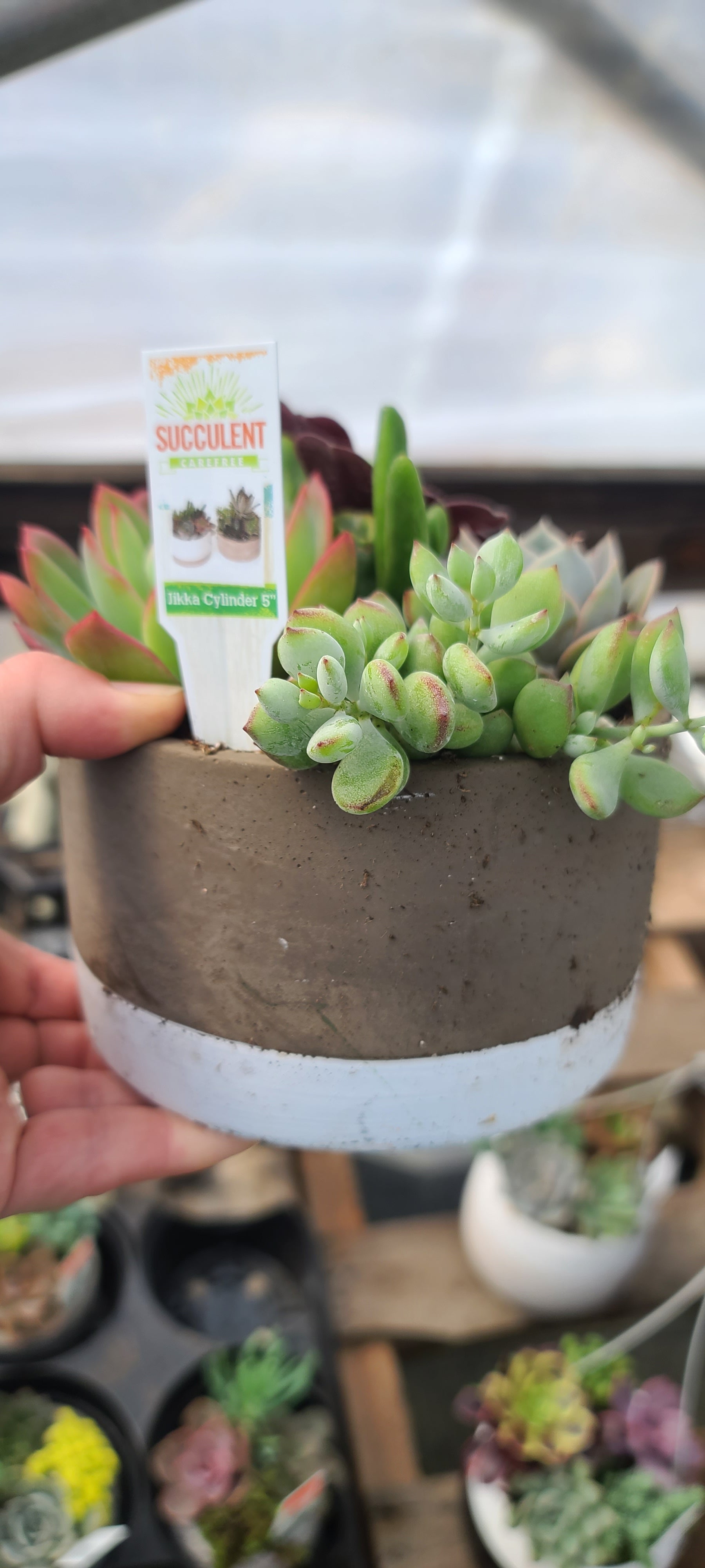 Plant Succulent Combo Jikka Cylinder 5"