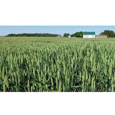 Wheat For Planting Certified Seed 50lb